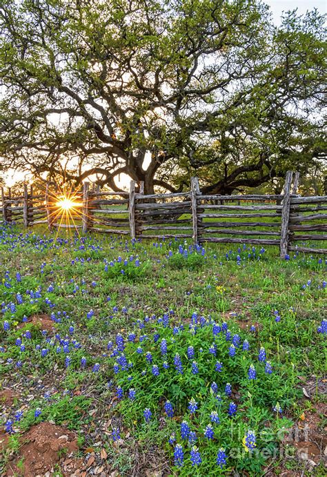 Texas Bluebonnet Landscape Vertical Photograph By Bee Creek Photography