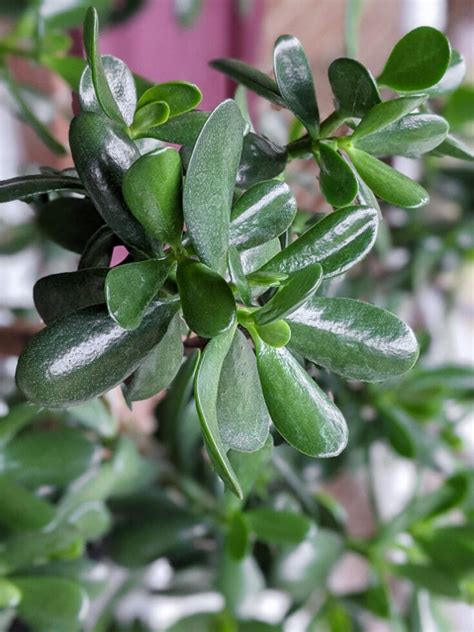 How to Care for a Jade Plant Inside, Outdoors, and Over the Winter!