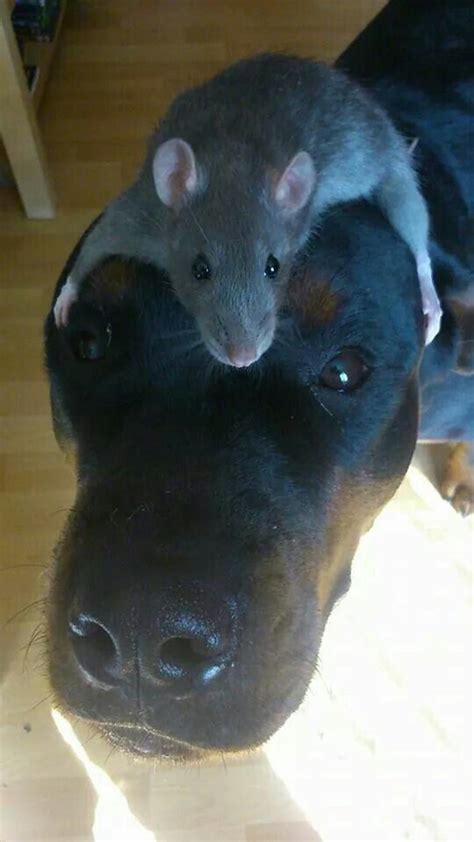 35 Captivating Rat Pictures To Make You Say A Tail And Fur