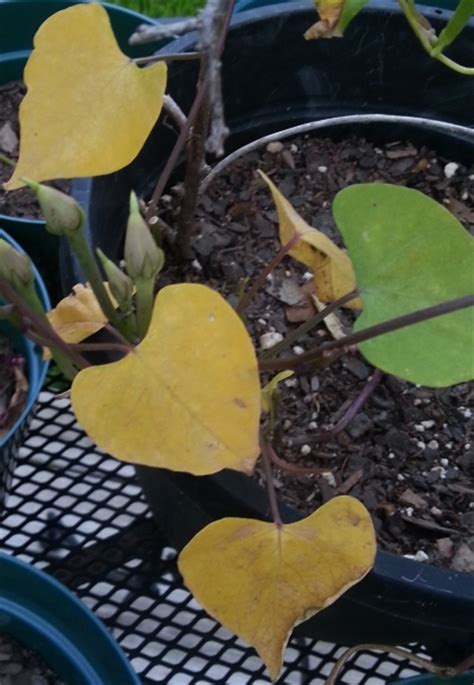 In my opinion, it could be a too calcareous soil, that causes chlorosis (leaves become white, then dry, then the plant dies). Morning Glory Leaves Turned Yellow • HelpfulGardener.com ...