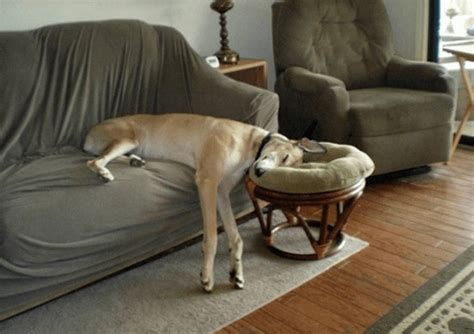 19 Dogs Sleeping In Totally Ridiculous Positions We Love All Animals