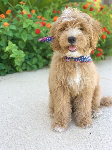 They are very obedient and are quite attached to their families. Mini goldendoodles teddy bears | Goldendoodle