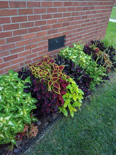 43 Ideas For Bushes In Front Of House Garden Design