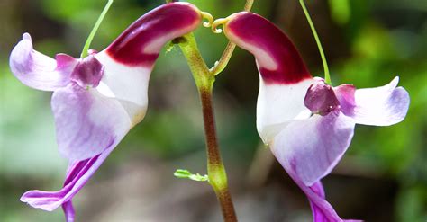 25 Of The Most Breathtaking And Dangerous Flowers In The World 22 Words