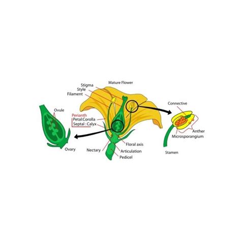This is the female part of the flower. Flower Picture Guide - Cliparts.co