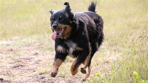 German Shepherd Rottweiler Mixed Dog Breed Pictures Characteristics