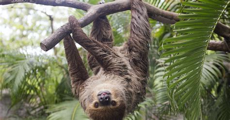 5 Life Lessons Sloths Can Teach You So Listen Up Silly Human
