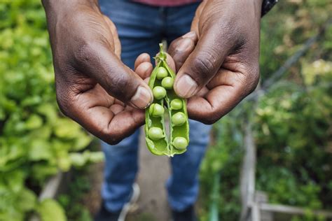 How Do You Cook With Peas Heres What You Need To Know