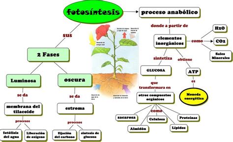 Cuadros comparativos entre fotosíntesis y respiración Cuadro Comparativo