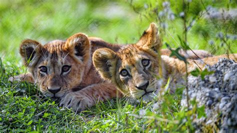 Two Baby Lions 4k Hd Animals Wallpapers Hd Wallpapers Id 50552