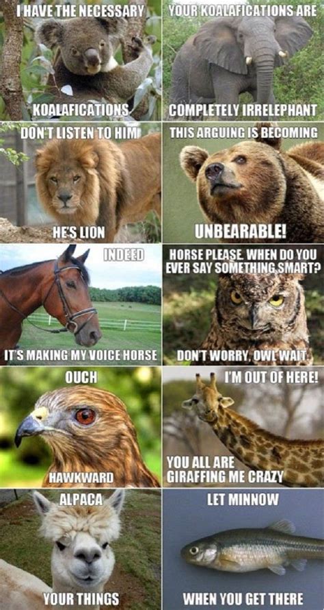 Funny animal jokes funny cat memes funny cat videos cute funny animals funny animal pictures animal memes. cute animal memes clean - Google Search | haha | Pinterest ...