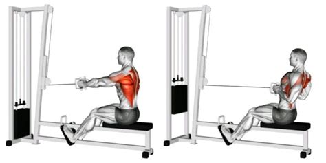 Cable Close Grip Seated Row Strengthen Your Back And Biceps Fitness Volt