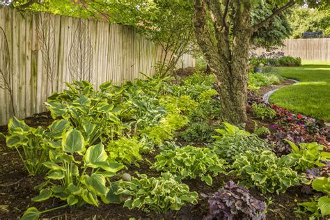 10 Hosta Garden Ideas That Wow Proven Winners