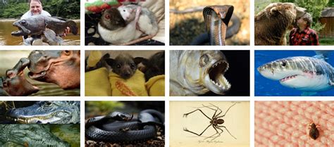 17 Scariest Animals In The World You Shouldnt Mess With