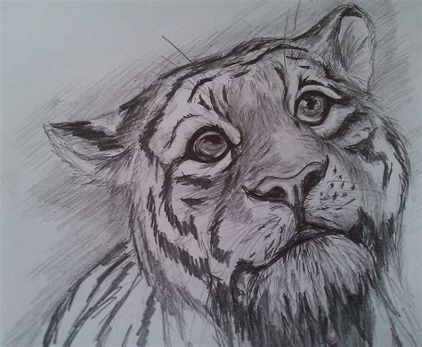 Tiger Pencil Sketch Images At Explore Collection