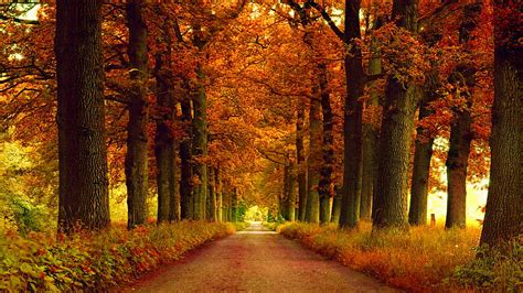 Path Between Autumn Park Alley Hd Nature Wallpapers Hd Wallpapers