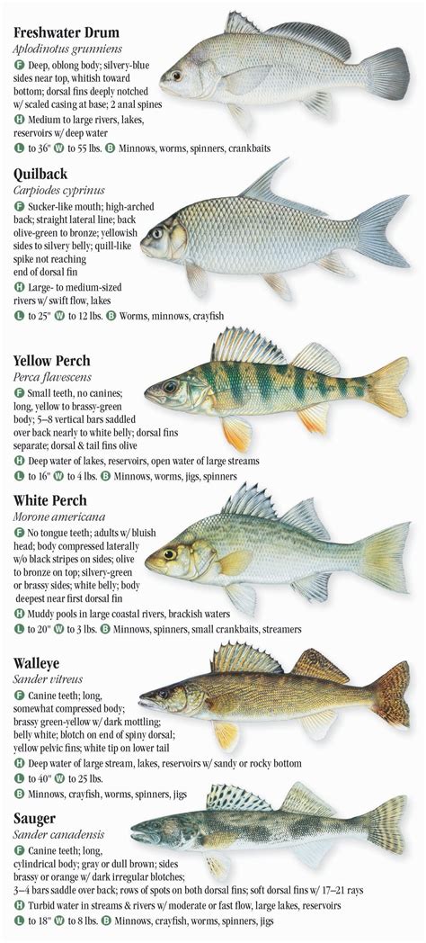 Freshwater Fishes Of New York Quick Reference Publishing Retail