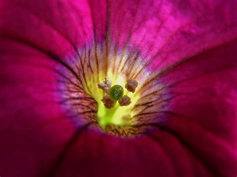 Purple Petunia Photograph By Linda Weyers Pixels