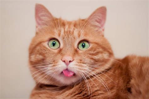 Cat Sticking Tongue Out 5 Best Reasons Revealed