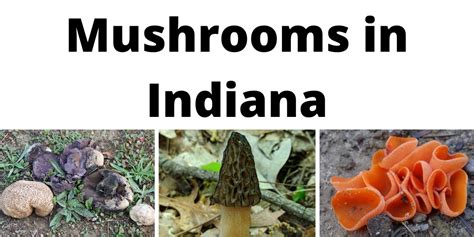 A Comprehensive List Of Common Wild Mushrooms In Indiana