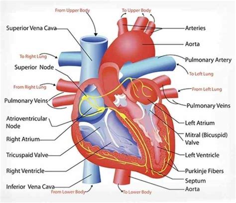 Heart Anatomy Blood Flow Diagram