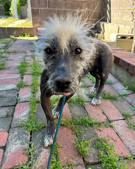 Xoloitzcuintli Primitive Breed Rescue