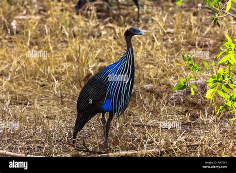 Guinea Fowl Blue Bird Of Kenya Africa Stock Photo Alamy