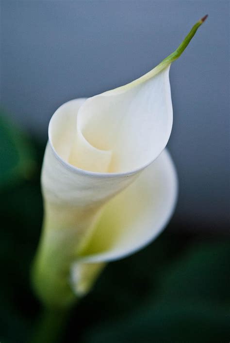 Giant White Calla Lily Photograph By Sandz Of Tyme Photography Pixels