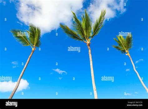 Three Palm Trees Are Under Blue Cloudy Sky Nature Of Dominican