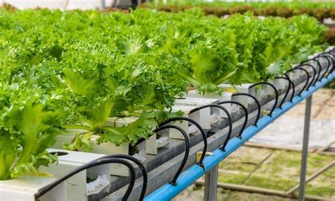 What Is Ebb And Flow Hydroponics And How Does It Work Blog