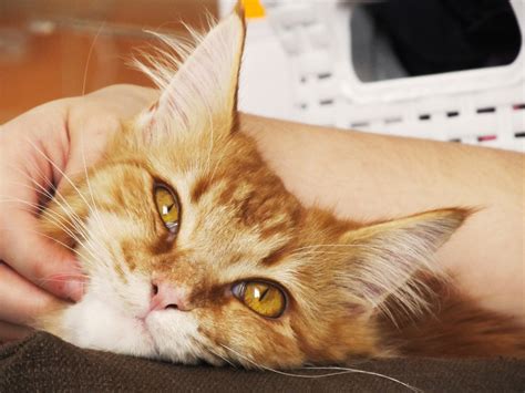 Recognizing Early Signs Of Illness In Cats
