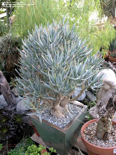 Olive drive church, 5500 olive drive, bakersfield california. Succulent Nursery Southern California ~ TheNurseries