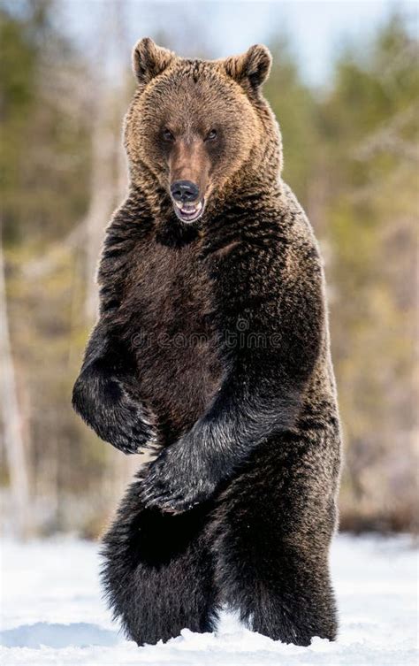 brown bear standing on his hind legs stock image image of omnivorous arctos 185164079