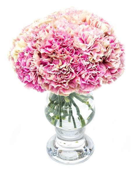 Carnations Pink Mottled Send Carnations Nationwide Flowers By Flourish