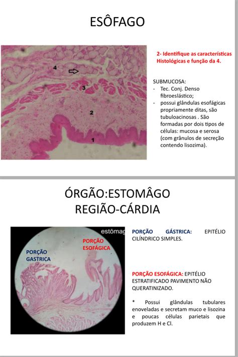 Histologia Do Sistema Digestório Histologia I