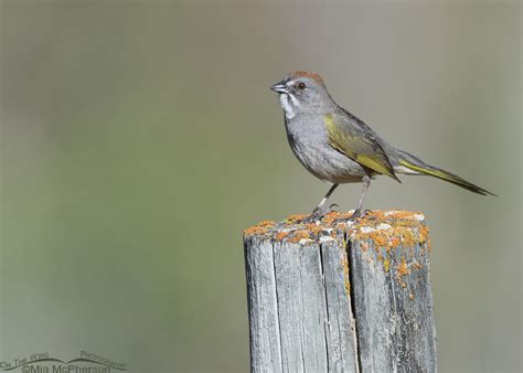 Green Tailed Towhee Adult On A Spring Morning On The Wing Photography