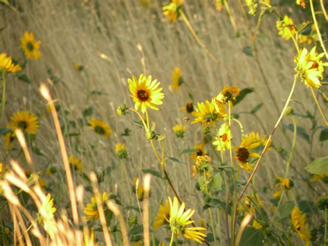 Wild Sunflowers In Field By Amybesse On Deviantart
