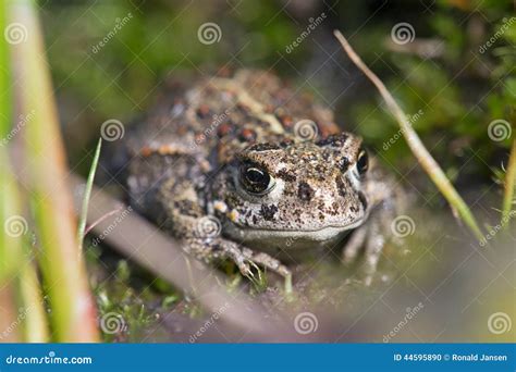 Macro Image Of Small Young Brown Frog Stock Photo Image Of Animal