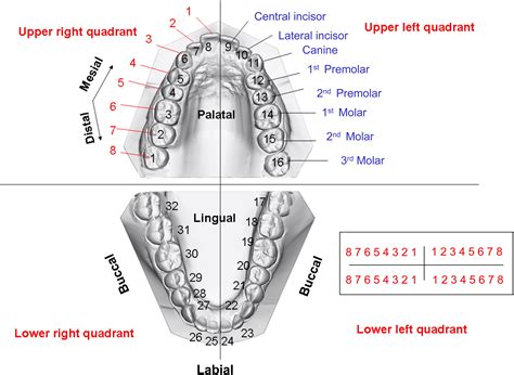 The Vocabulary Of Dentofacial Deformities Clinics In Plastic Surgery
