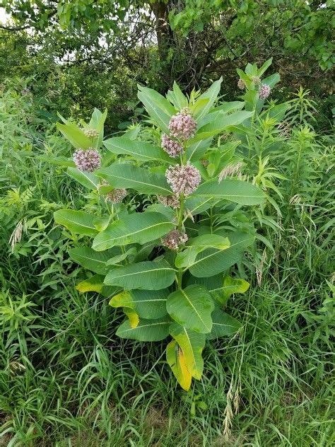 When harvested with a sickle , they instead drop a milkweed flower , which can then be ground into ground milkweed. Milkweed - How to Grow Asclepias Syrica - Growit Buildit ...