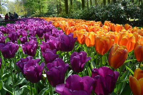 12 Things You Should Know Before You Visit Keukenhof Tulip Garden