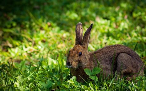 Brown Rabbit Surrounded By Green Leaf Plants Hd Wallpaper Wallpaper Flare