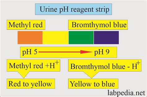 Urine Ph And Its Significance Labpedia Net