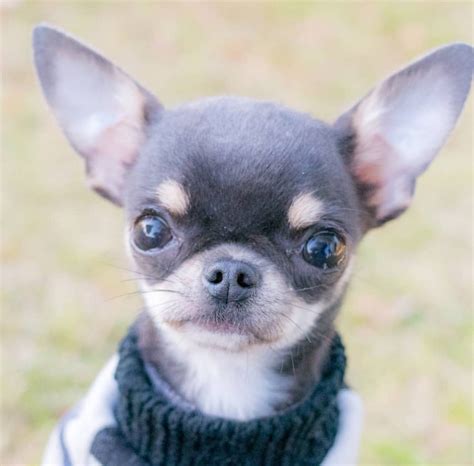 Or you can just hop onto craigslist and buy the first chihuahua puppy. Blue Chihuahuas - Chiwawa Dog