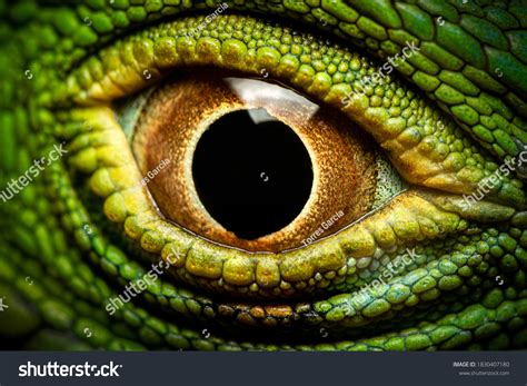 118337 Reptile Eye Macro Images Stock Photos And Vectors Shutterstock