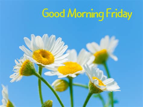 1m Good Morning Friday Images Wishes For Whatsapp Good Morning