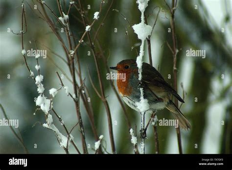 Common Uk Garden Birds Stock Photo Alamy