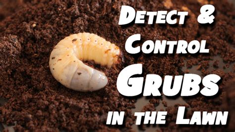 How To Detect And Control Grubs In The Lawn This Summer