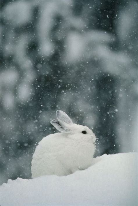 Snow Hare ↣⋇ Animals Snowshoe Hare Animals Beautiful