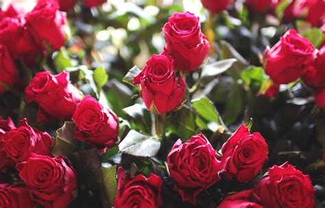 Red Love Romantic Flowers Smells Good Wallpaper Of